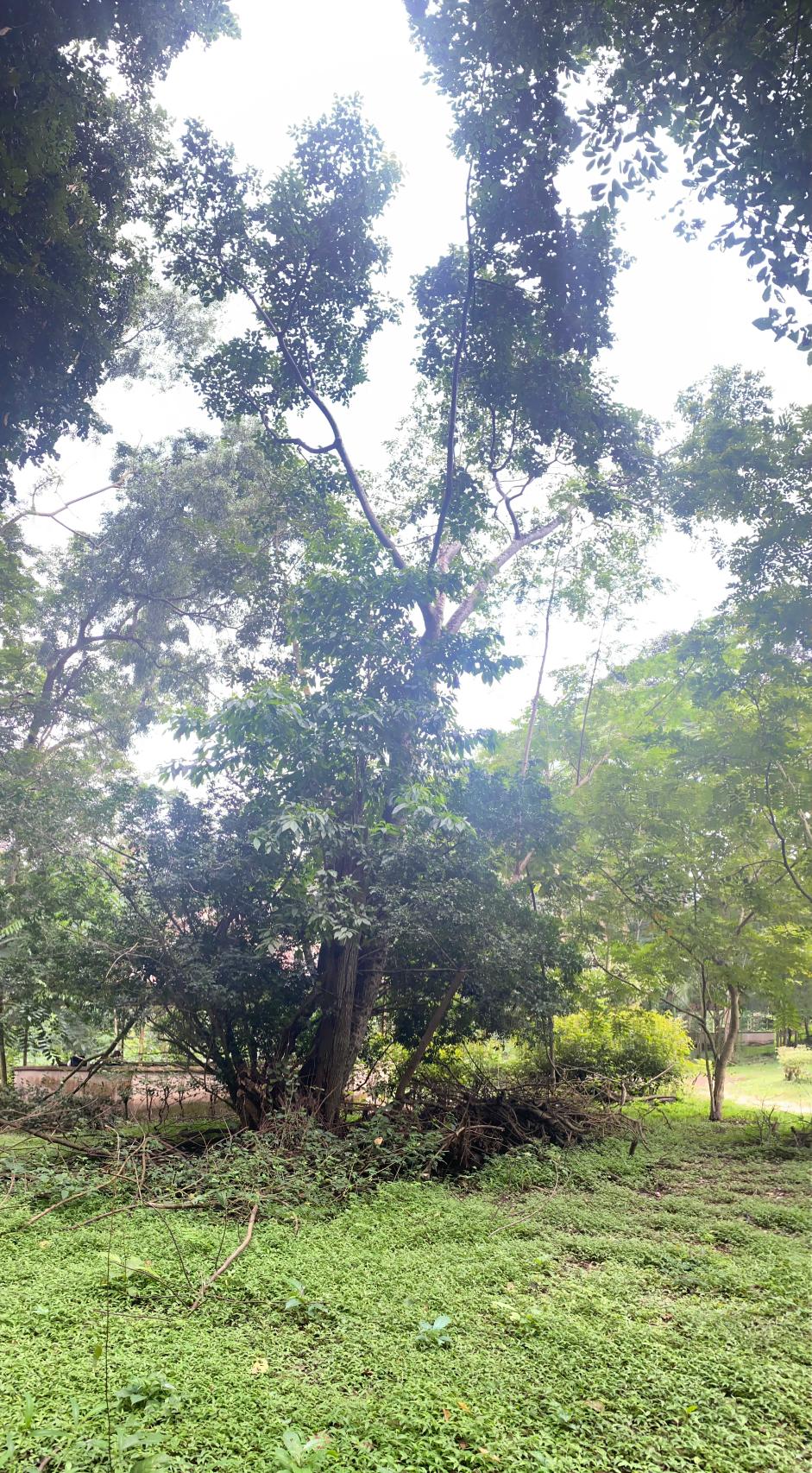 <i>Lannea welwitschii</i> (Hiern) Engl.