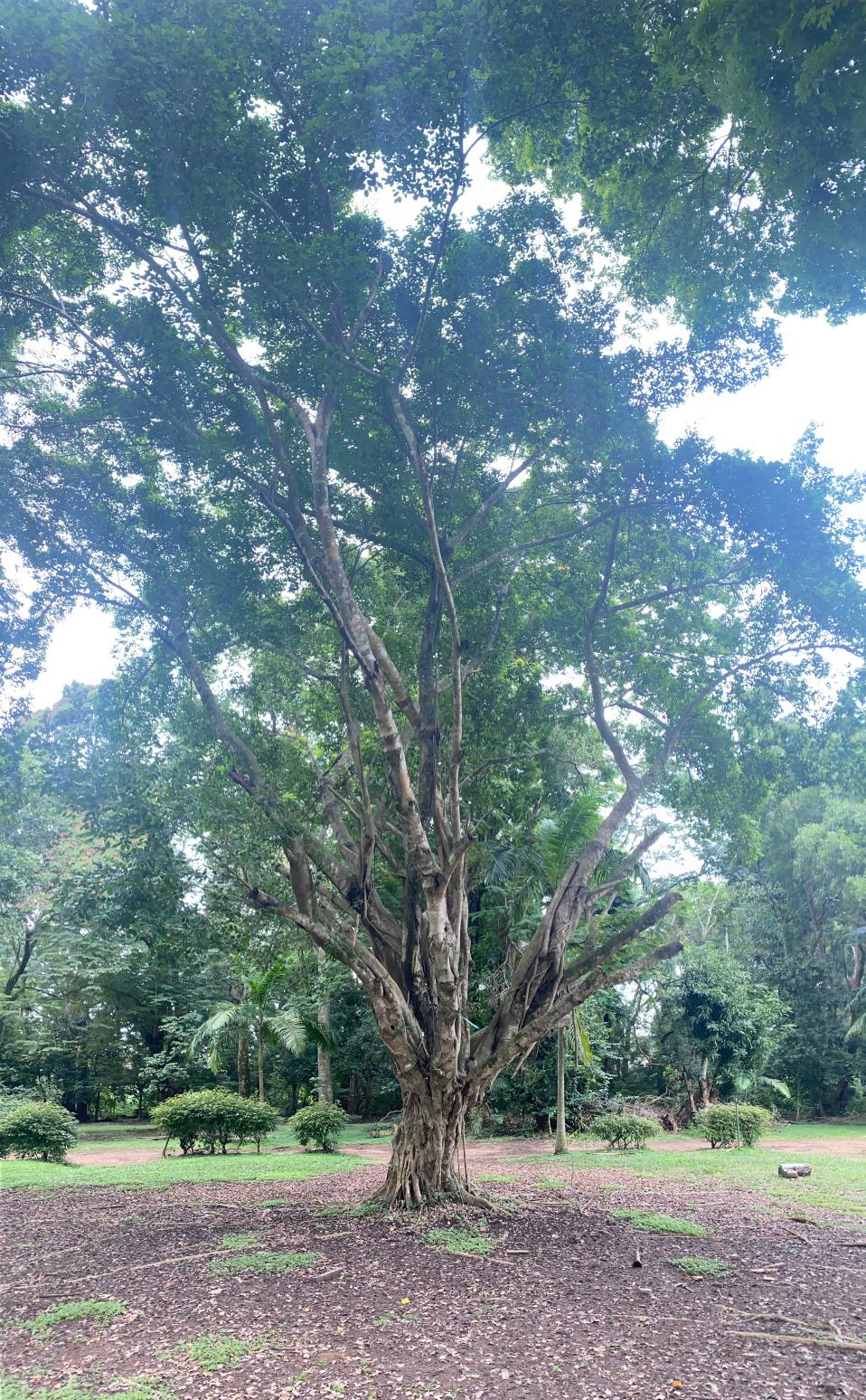 <i>Ficus benjamina</i> L.