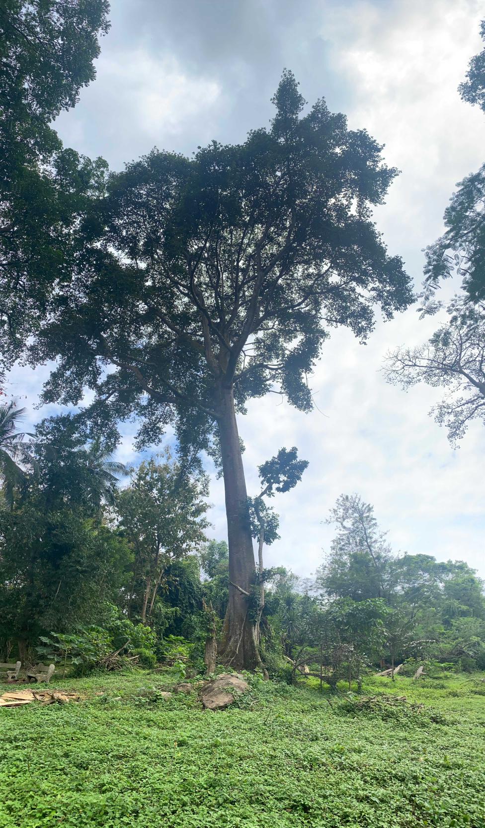 <i>Antiaris africana</i> Engl.