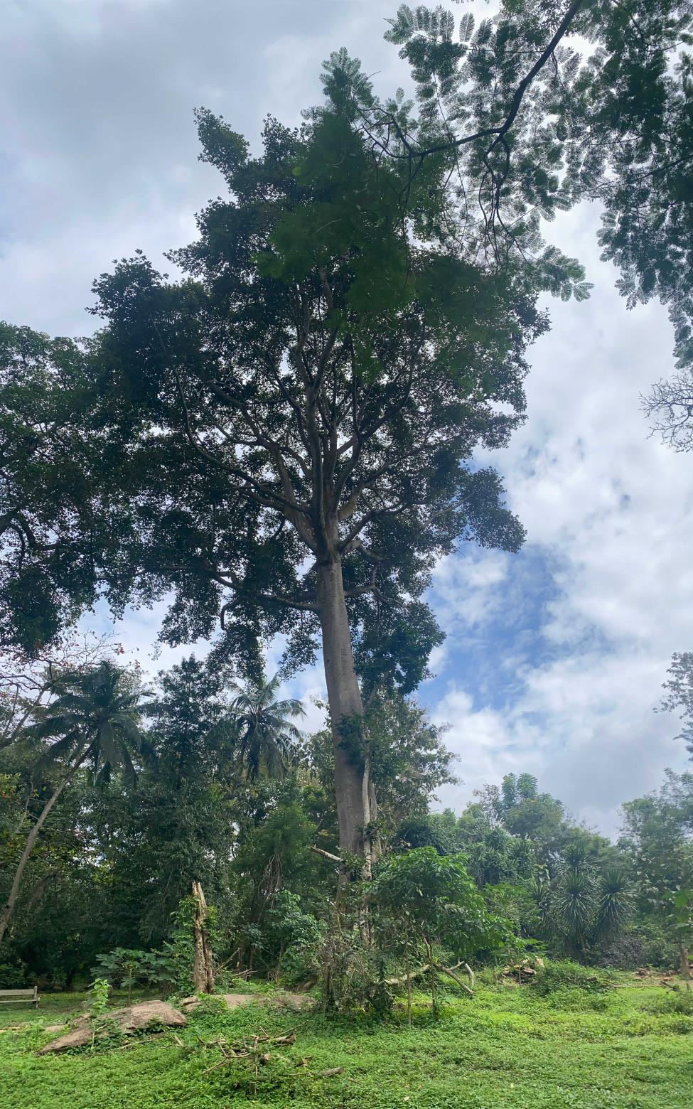 <i>Antiaris africana</i> Engl.