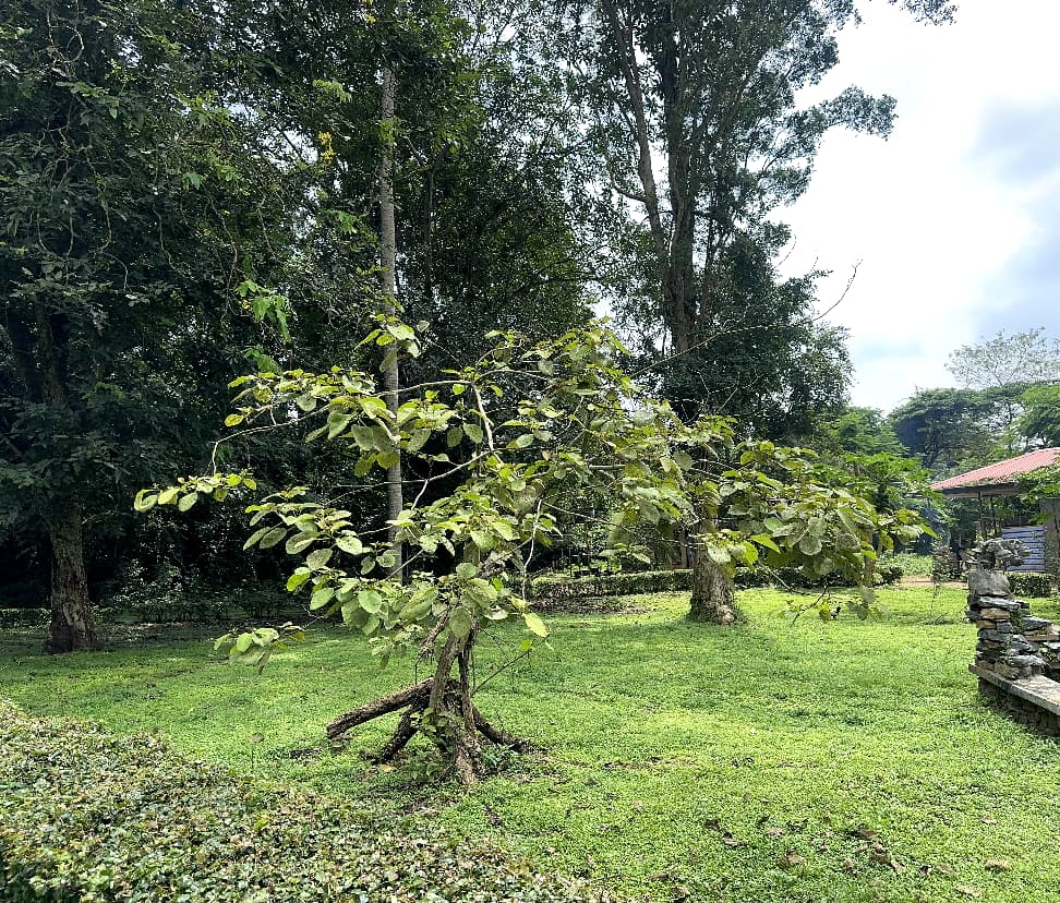 <i>Cordia millenii</i> Baker