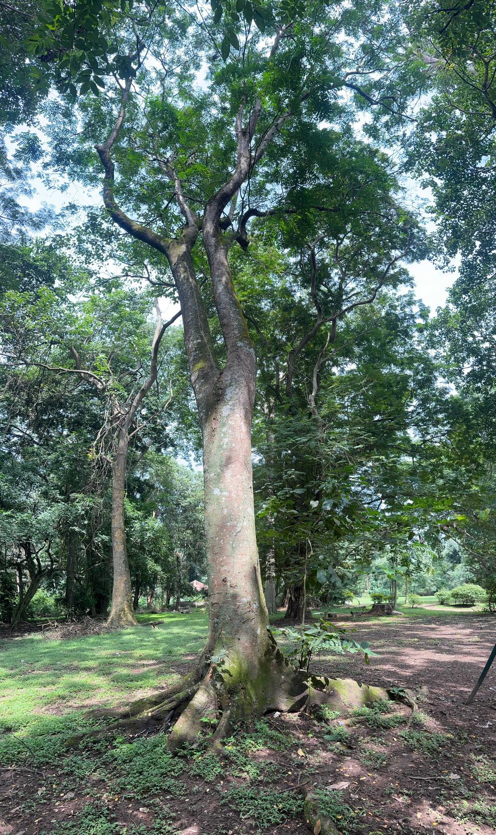 <i>Adenanthera pavonina</i> L.