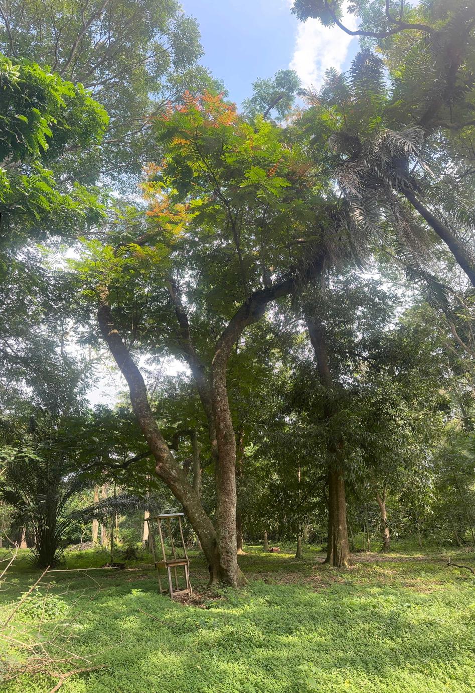 <i>Pentaclethra macrophylla</i>