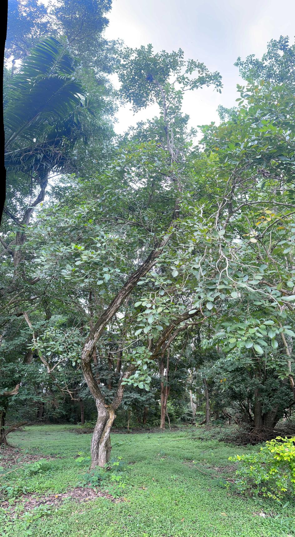 <i>Stereospermum kunthianum</i> Cham.