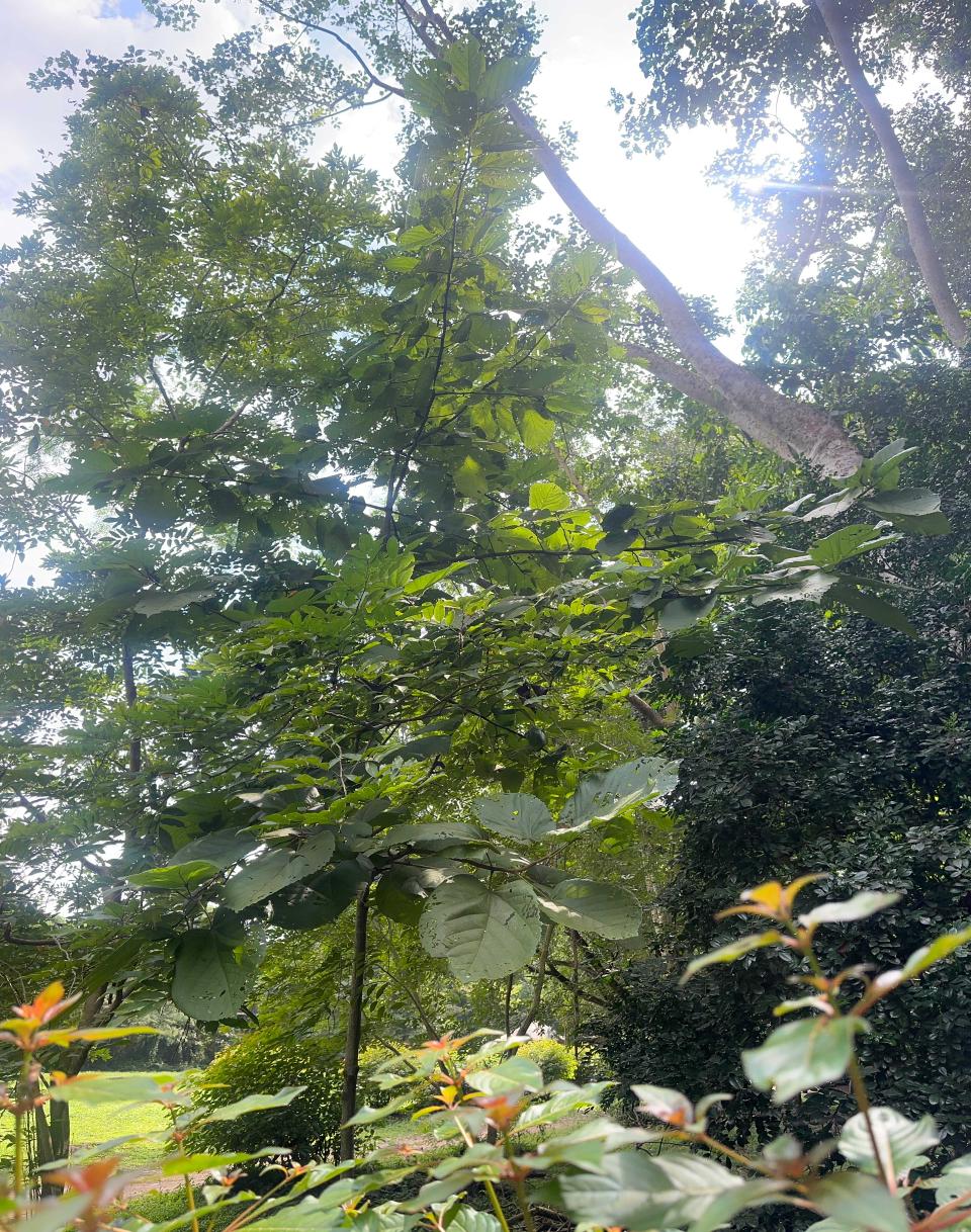 <i>Mansonia altissima</i> (A.Chev.)