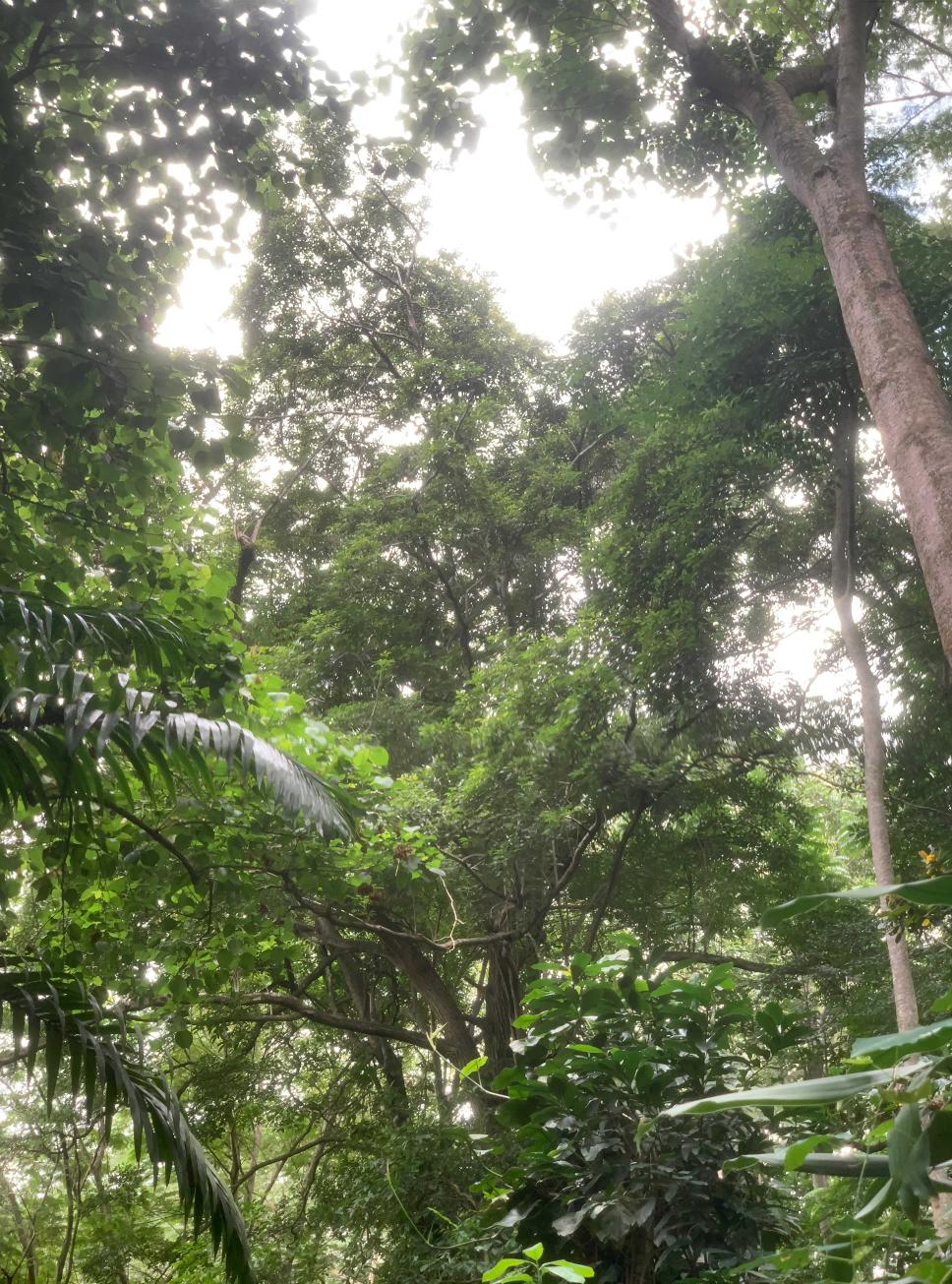 <i>Tabebuia rosea</i> (Bertol.) DC.