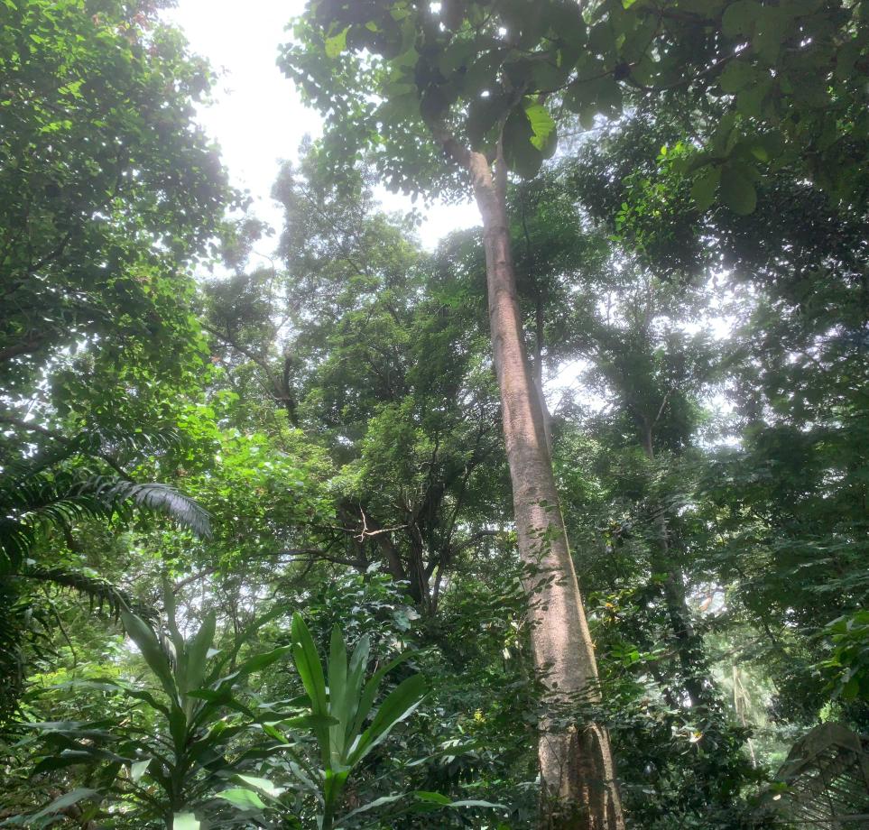 <i>Tabebuia rosea</i> (Bertol.) DC.