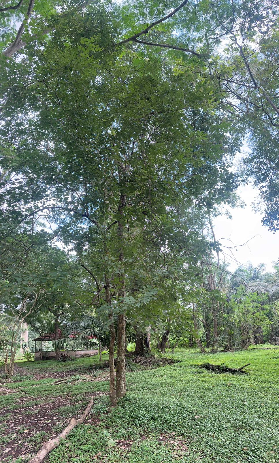 <i>Dalbergia latifolia</i> Roxb.