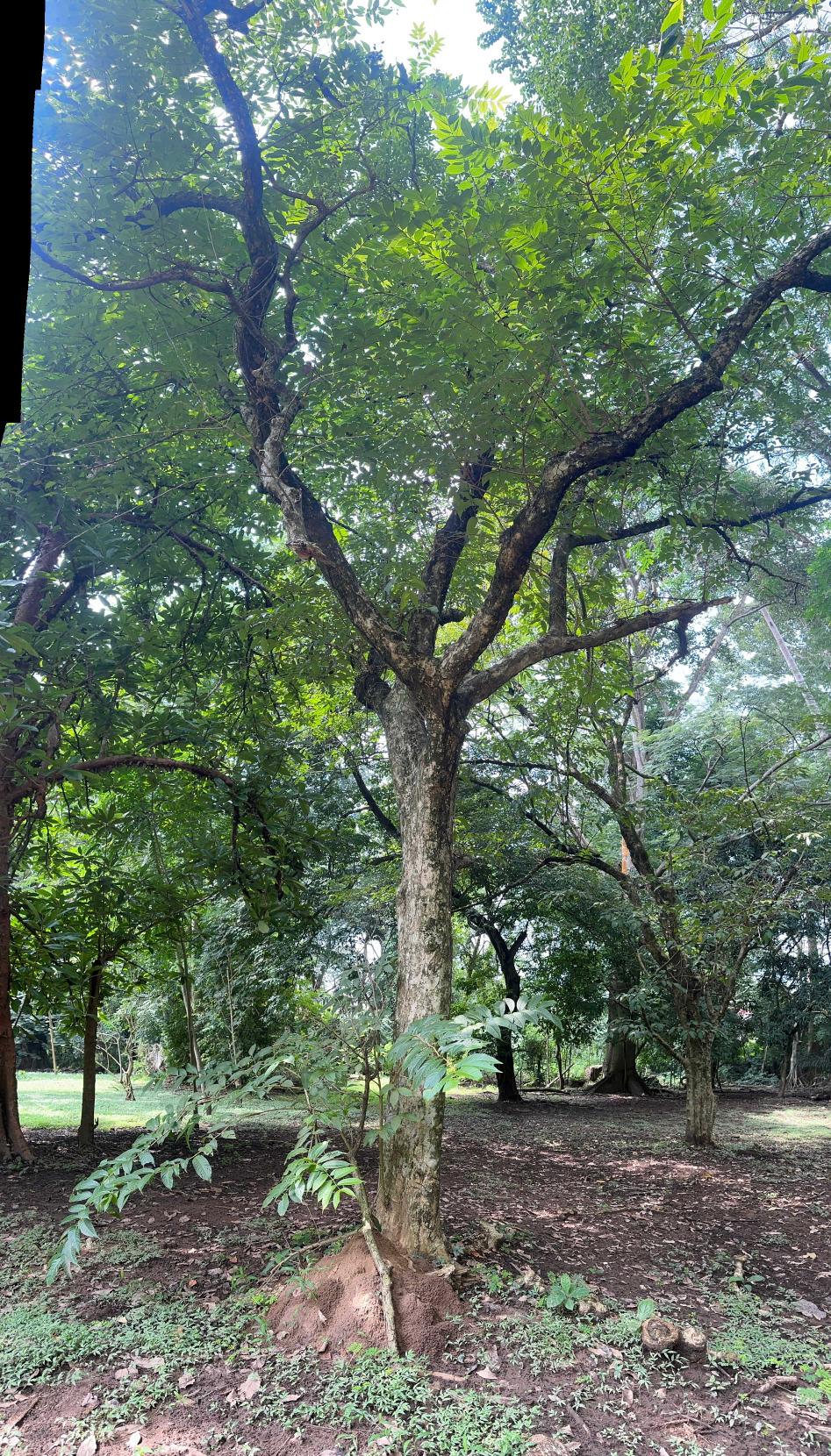 <i>Lagerstroemia speciosa</i> (L.) Pers.