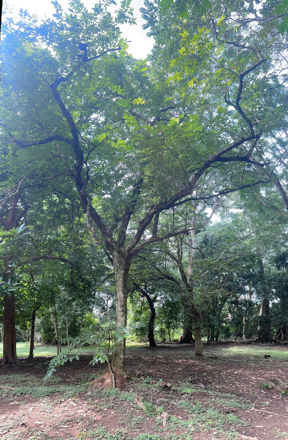 <i>Lagerstroemia speciosa</i> (L.) Pers.