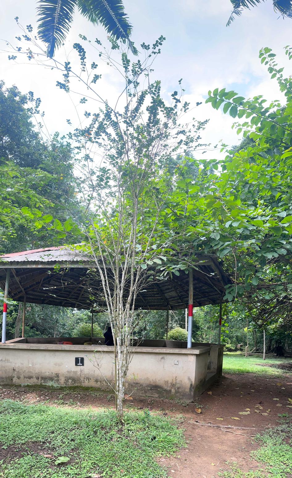 <i>Lagerstroemia indica</i> L.