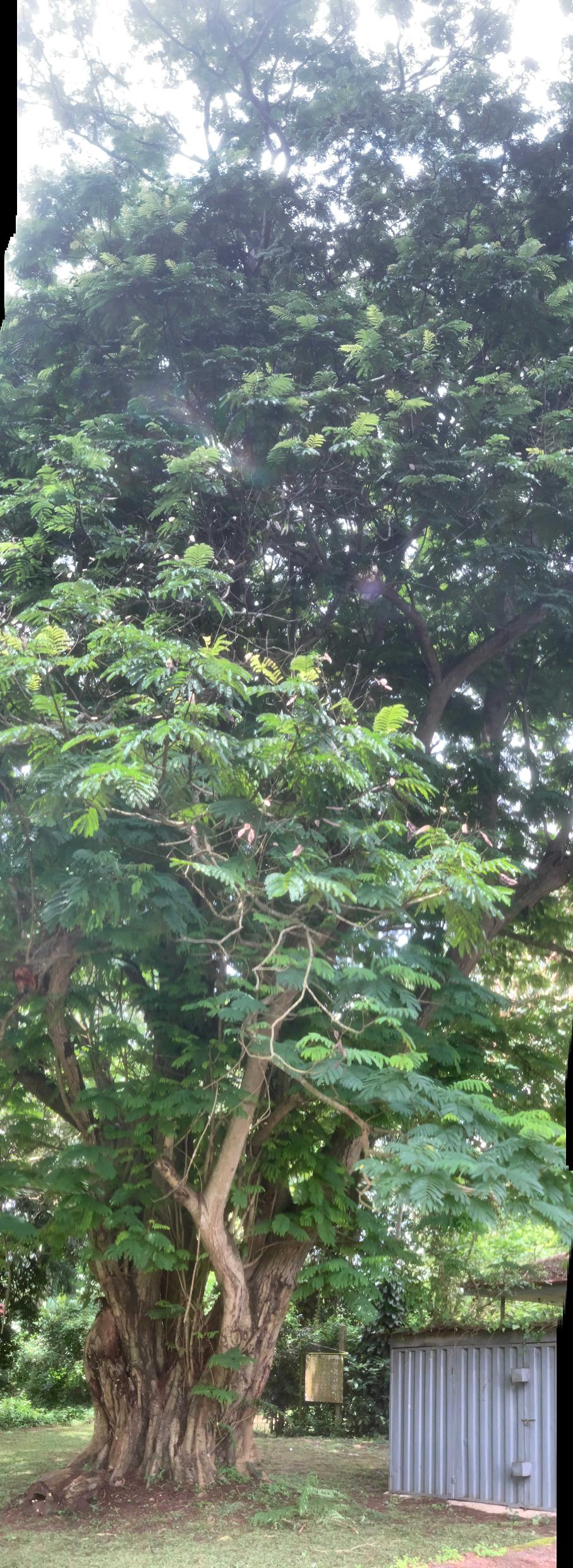 <i>Peltophorum pterocarpum</i> (DC.) K. Heyne