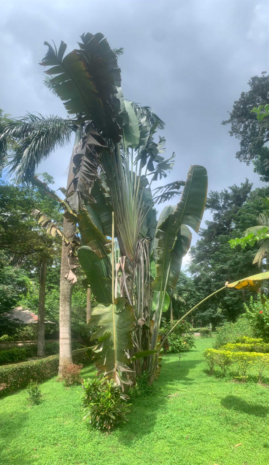 <i>Ravenala madagascariensis</i> Sonn