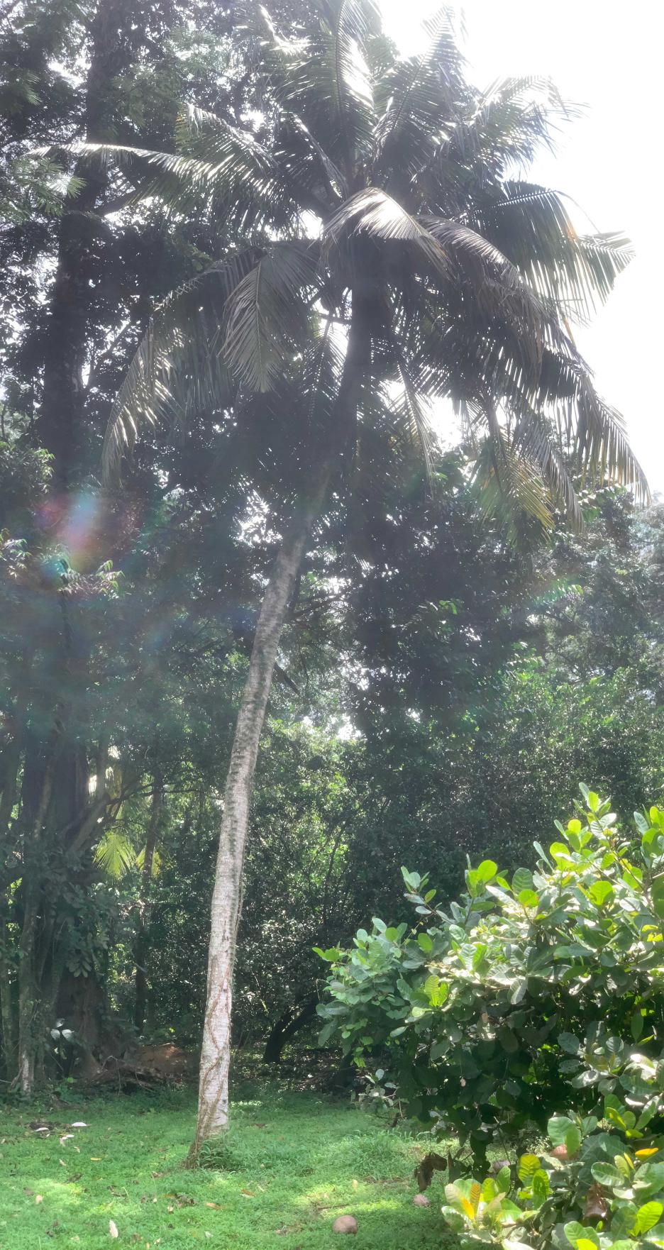 <i>Cocos nucifera</i> L.