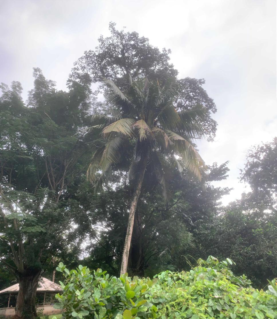 <i>Cocos nucifera</i> L.