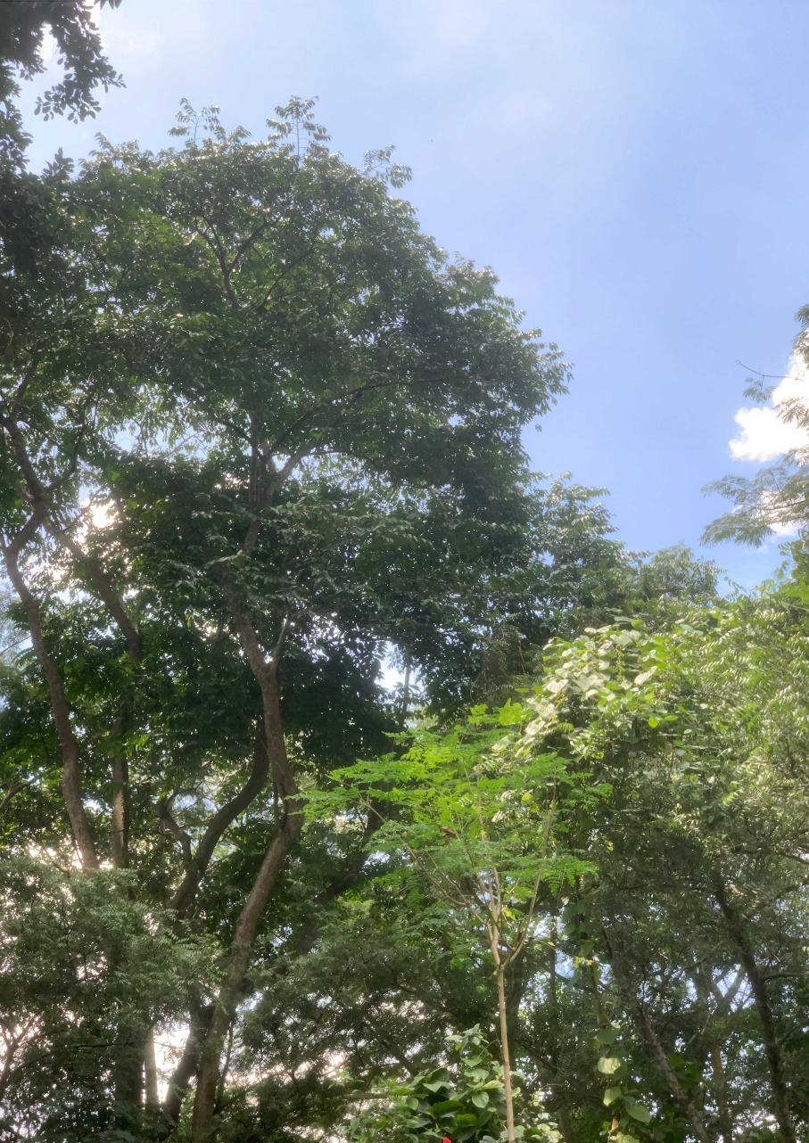 <i>Holarrhena floribunda</i> (G. Don) T. Durand & Schinz