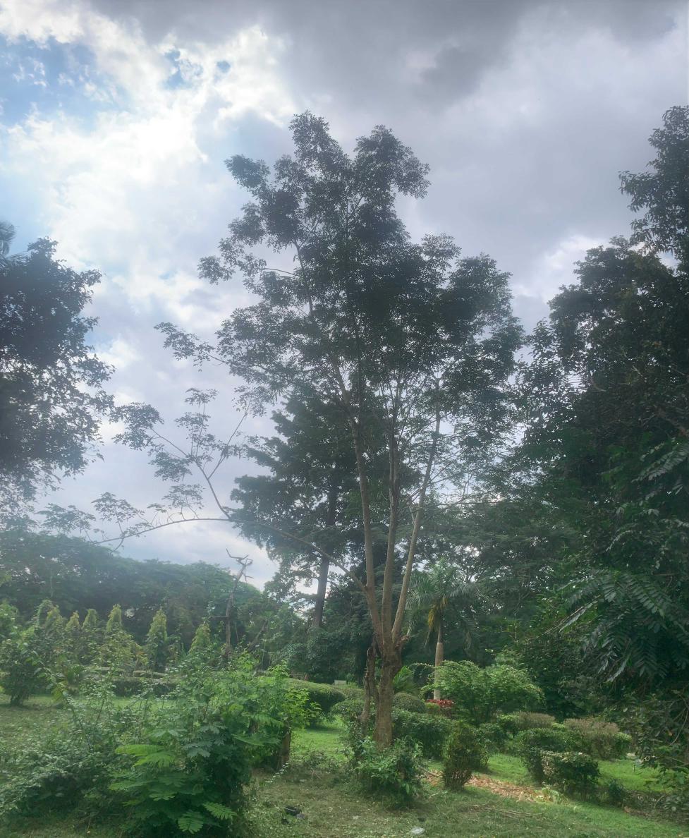<i>Albizia lebbeck</i> (L.) Benth.
