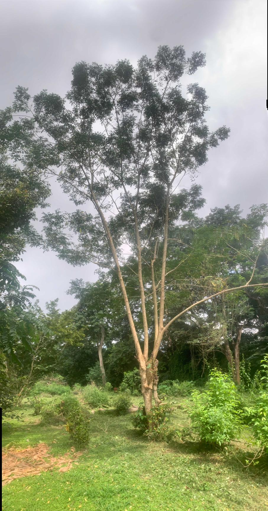 <i>Albizia lebbeck</i> (L.) Benth.