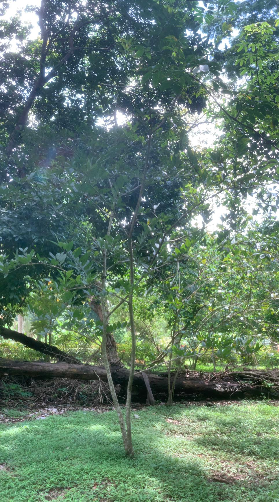 <i>Annona squamosa</i> L.