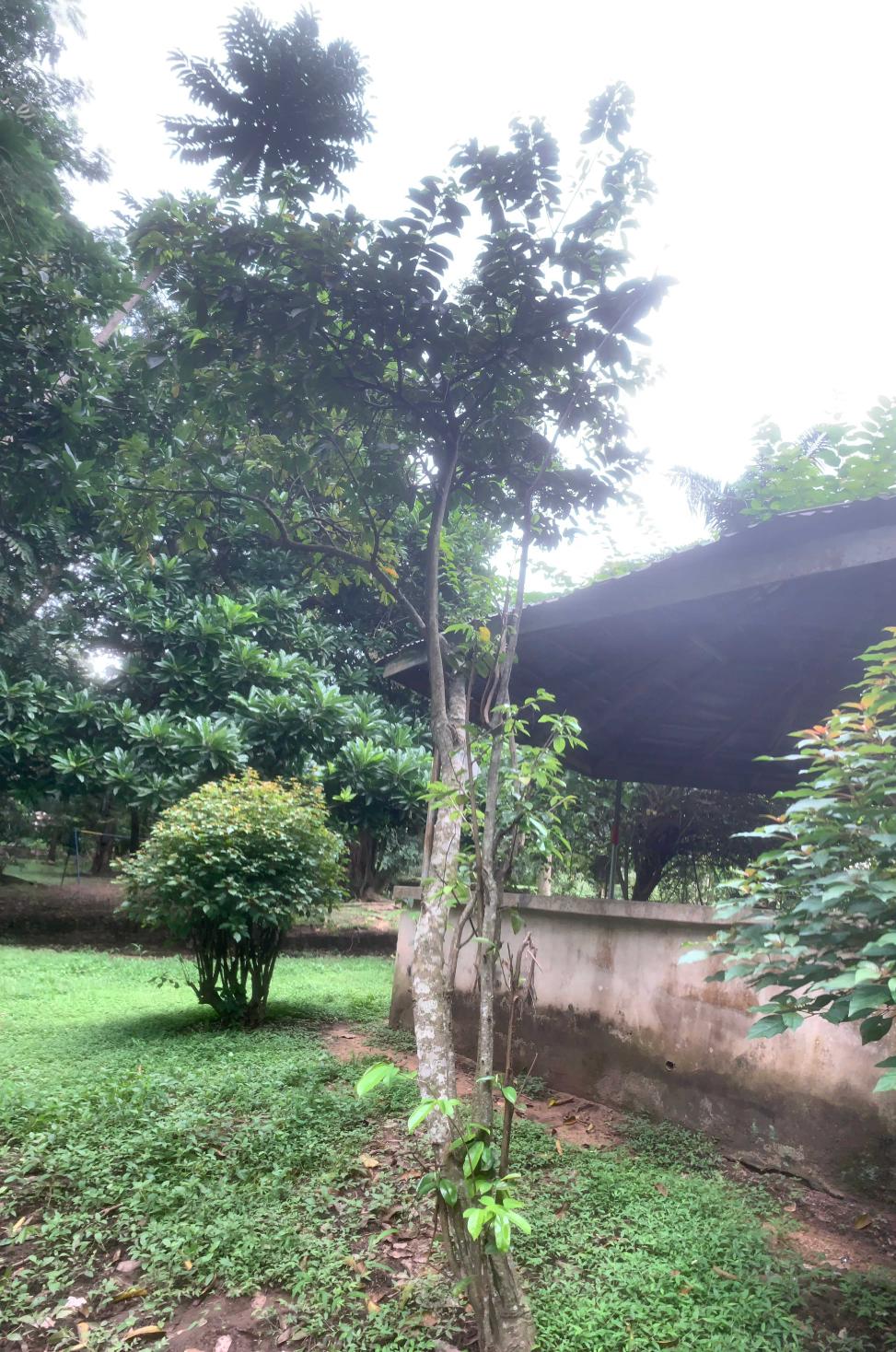 <i>Annona muricata</i> L.