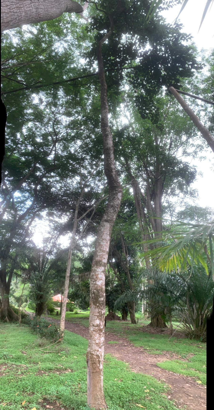 <i>Milicia excelsa</i> (Welw.) C.C. Berg