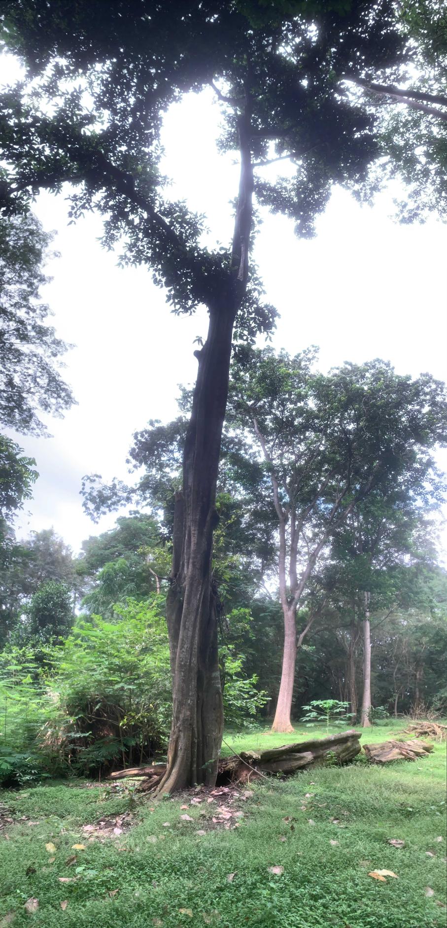 <i>Treculia africana</i> Decne.