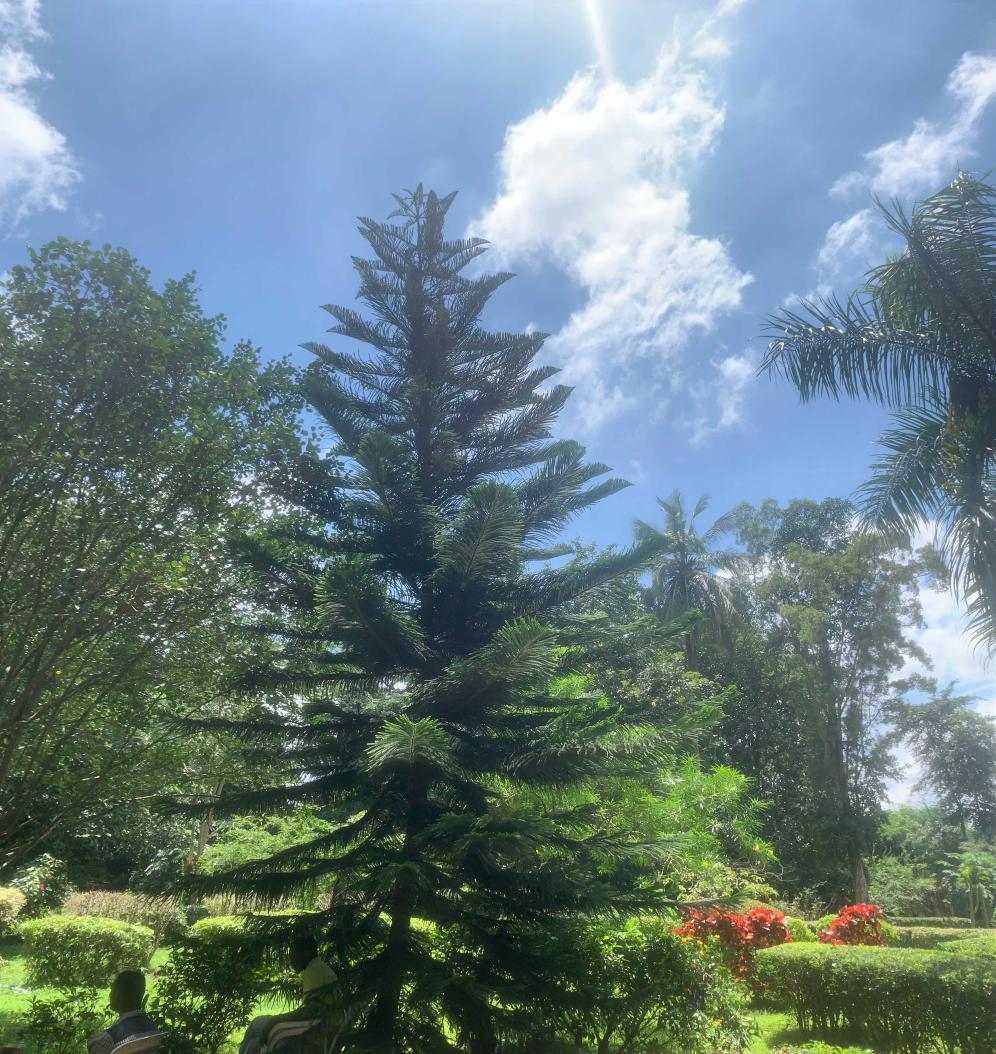 <i>Araucaria heterophylla</i> (Salisb.) Franco