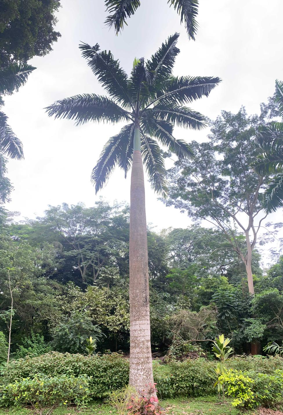 <i>Roystonea regia</i> (Kunth) O.F.Cook