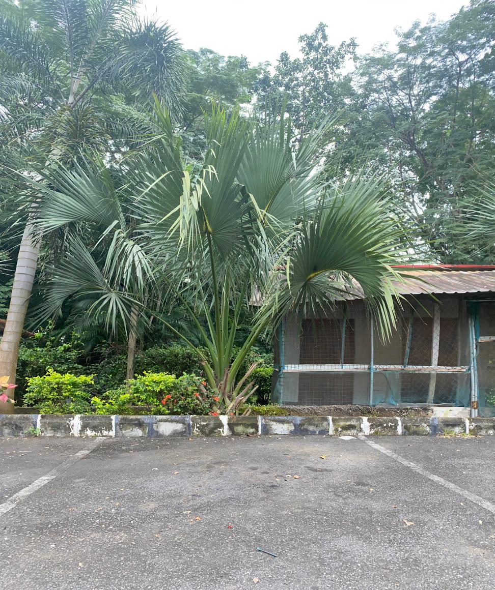 <i>Bismarckia nobilis</i> Hildebr. & Wendl.