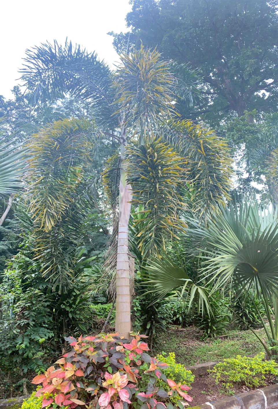 <i>Wodyetia bifurcata</i> A.K. Irvine