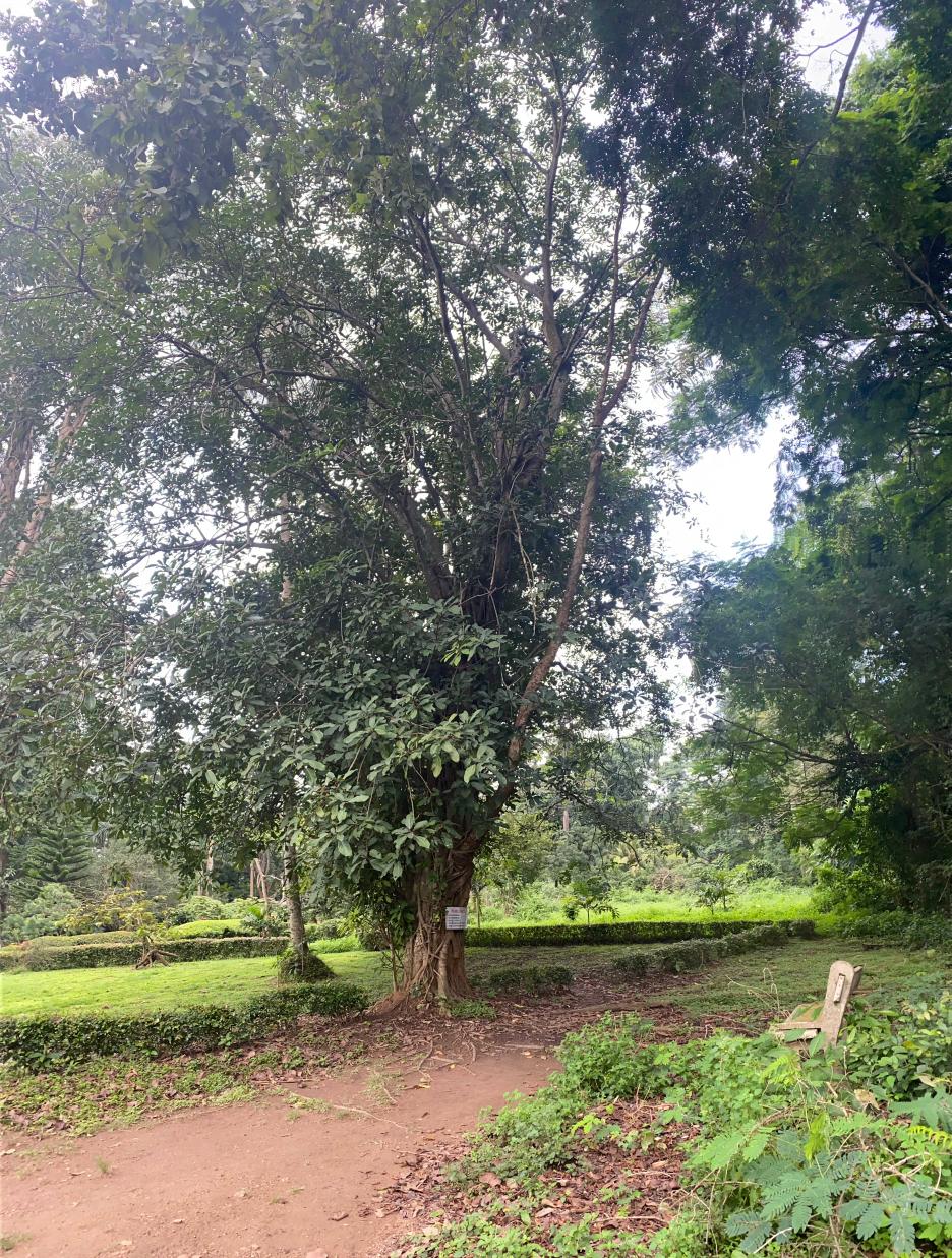 <i>Ficus lutea</i> Vahl