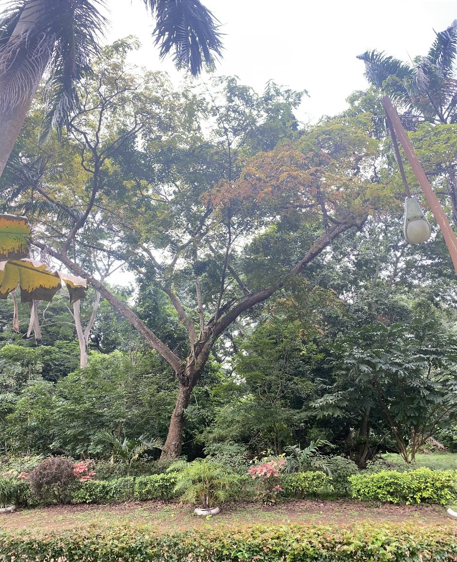 <i>Pterocarpus osun</i> Craib